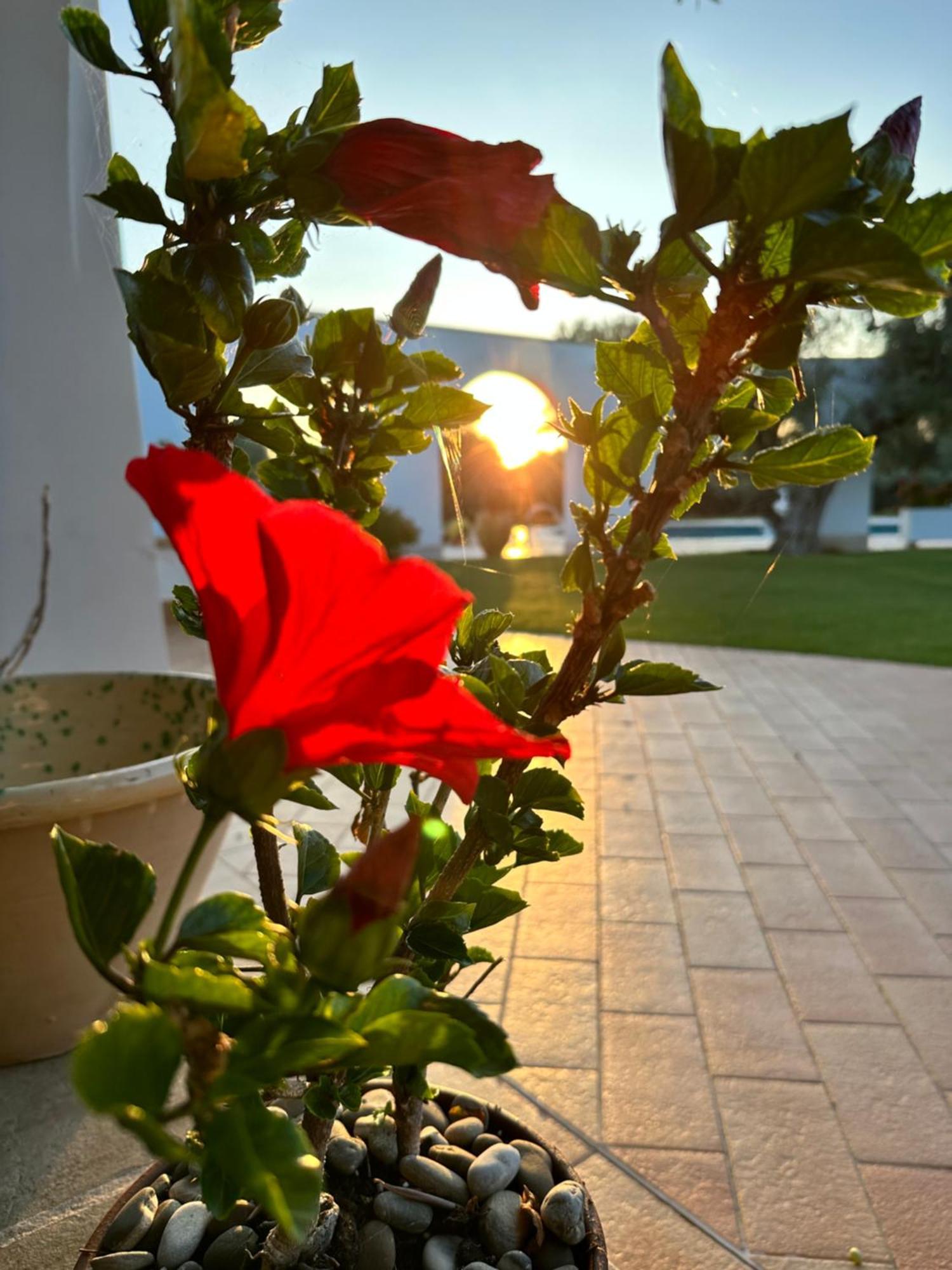 L'Ulivo Bed And Breakfast Savelletri Exteriér fotografie